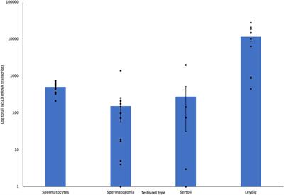 Therian origin of INSL3/RXFP2-driven testicular descent in mammals